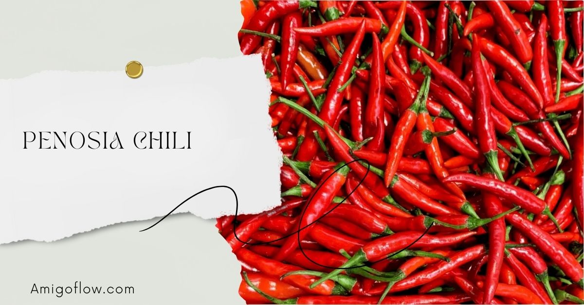 Penosia Chili